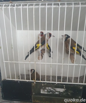 Stieglitz Europäische 