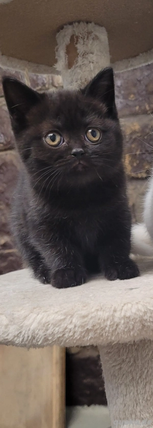 britisch kurzhaar kitten 