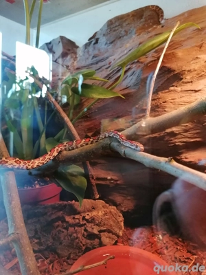 Kornnattern NZ 2023 abzugeben 