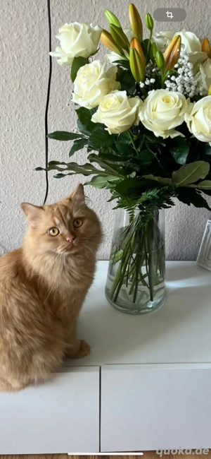 Persischer Langhaarkater sucht liebevolles Zuhause