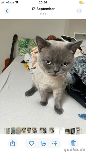  verschmuster Blue Point British Kurzhaar Kater 