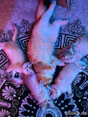 britische Katzen Zum verken 