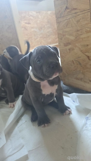 1 Old-english-bulldog Mädchen sucht noch ihr Zuhause