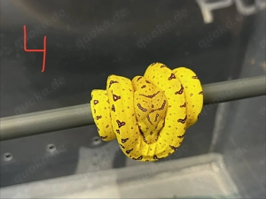 Baumpython 0.0.3 zu verkaufen