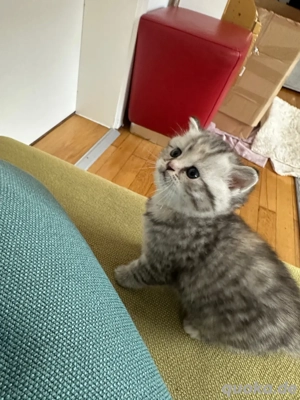 BKH süße Kitten nur noch die graue süße frei