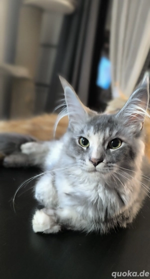 Traumhafte und Typvolle Maine Coon Kitten mit Stammbaum