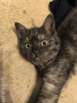 2 wundervolle Ekh Blh Mix Kitten suchen noch ein Zuhause 