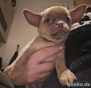 Chihuahua Isabella, welpe