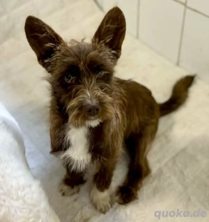 Schokomäuschen PENNY 