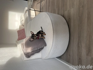 Chihuahuarüde abzugeben