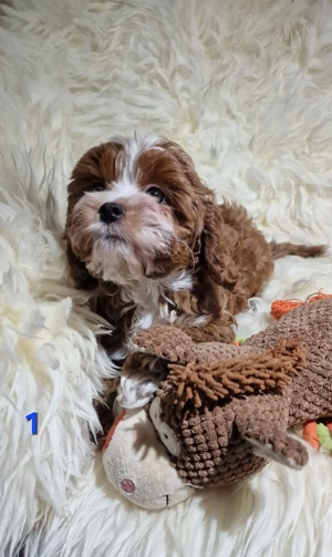 Zuckersüße Cavapoo suchen liebevolles Zuhause 