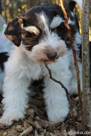 Zwergschnauzer Welpen Rüde
