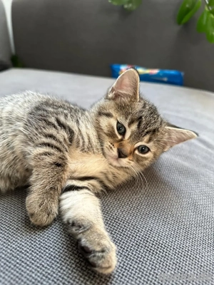 British Mischling Kitten