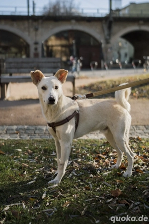 Gerry sucht sein Für-immer-Zuhause