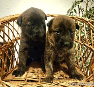 X-Herder + Mali Welpen!!!!!