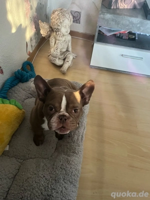 franzöiche bulldogge