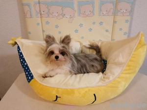 Süße Biewer Yorkshire Terrier 