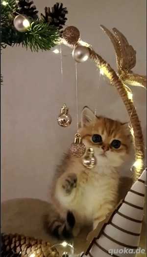 BKH Kitten goldene Chinchillafarbe 