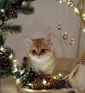 BKH Kitten goldene Chinchillafarbe 