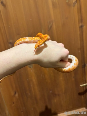 Kornnatter Amel 1 Jahr, 0.1 Handzahm 