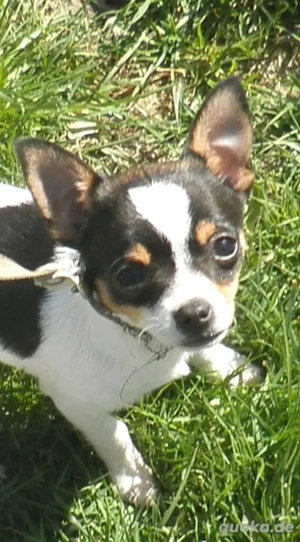 Süße Chihuahua Hündin in liebevolle Hände abzugeben