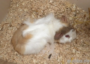 junge Meerschweinchen Mädels abzugeben