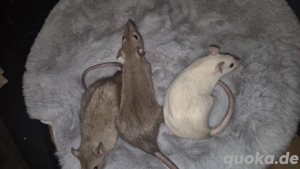 5 Liebevolle Ratten abzugeben 