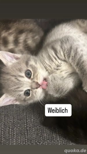 bkh kitten lila lack