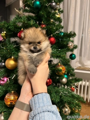 pomeranian zwergspitz mit wunderschönes Teddy-Gesicht!!!!!!