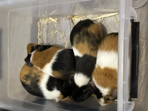   Süße Meerschweinchen suchen liebevolles Zuhause 