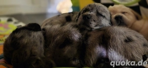 Zuckersüße Welpen suchen für immer Zuhause   