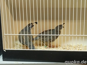 Kalifornische Schopfwachtel