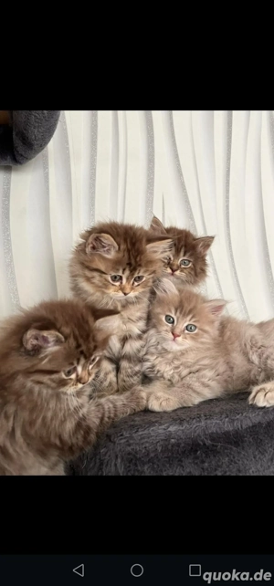 Britisch Langhaar Kitten