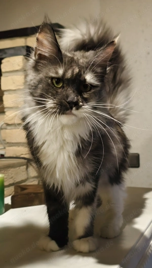 Maine Coon Prinzessin 