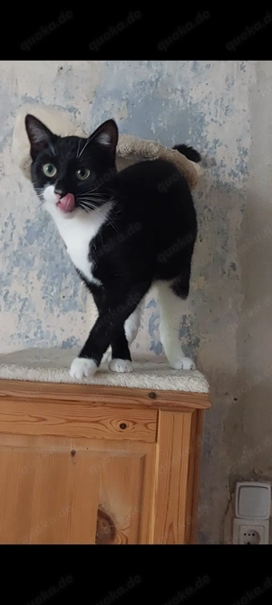 Sehr menschenbezogene und sterellisierte Jungkatze