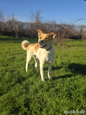 Ginger ein toller Rüde