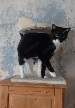 Hauskatze extrem verschmust