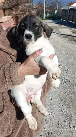 Adem sucht ein Zuhause 