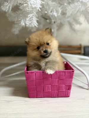 Pomeranian rüde 