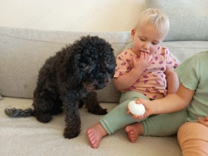 Zwergpudel kleinpudel Wurfankündigung 