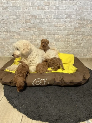 Pudel- Kleinpudel   Zwergpudel Welpen aus liebevoller Familienaufzucht