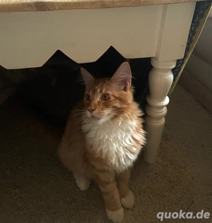 maine coon kater 
