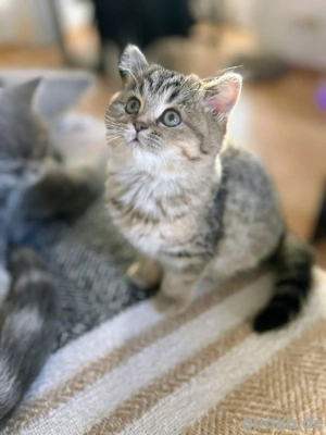 2 Wunderschöne BKH KITTEN reinrassig abzugeben 