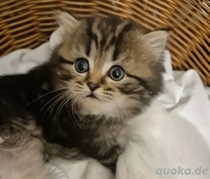 Schwarz Golden Baby kater abholbereit ist 