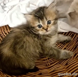 Schwarz Golden Kätzchen mit Blaue Augen abholbereit ist