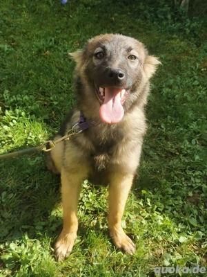 Kona sucht ihre Menschen