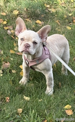Französische Bulldogge 7 Monate alt 