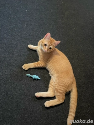 zu verkaufen. Katze  jung 