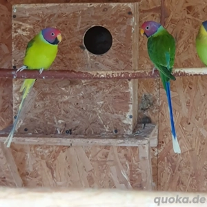 Pflaumenkopfsittiche 