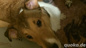 Jack Russel Mix  Ich suche ein liebevolles  Zuhause 